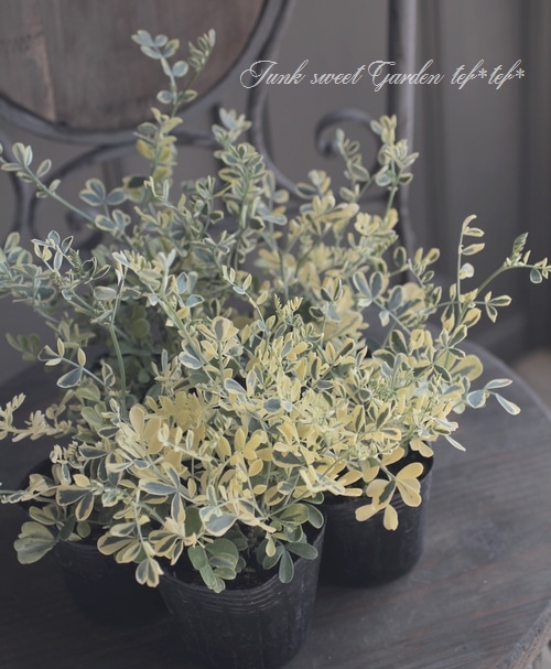 �����˥顦�Хꥨ�������إХ��ƥ��ʡ�