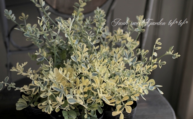 �����˥顦�Хꥨ�������إХ��ƥ��ʡ�