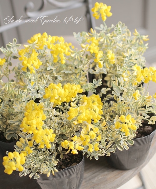 �����˥顦�Хꥨ�������إХ��ƥ��ʡ�