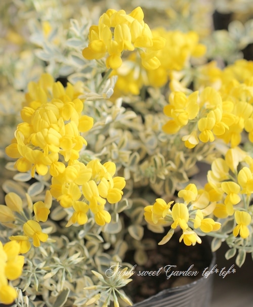 �����˥顦�Хꥨ�������إХ��ƥ��ʡ�