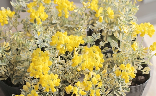 �����˥顦�Хꥨ�������إХ��ƥ��ʡ�