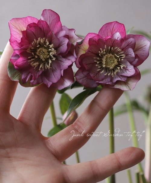 クリスマスローズ 『冬の貴婦人 ダブル』 No.ち | すべての商品