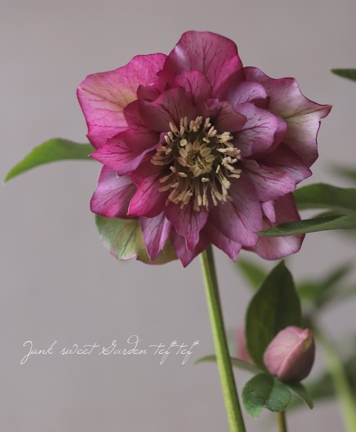 クリスマスローズ 『冬の貴婦人 ダブル』 No.ち | すべての商品