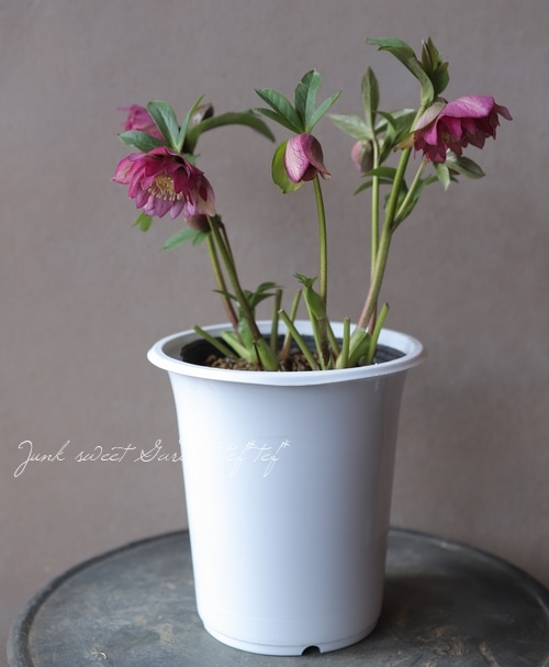 クリスマスローズ 『冬の貴婦人 ダブル』 No.ち | すべての商品