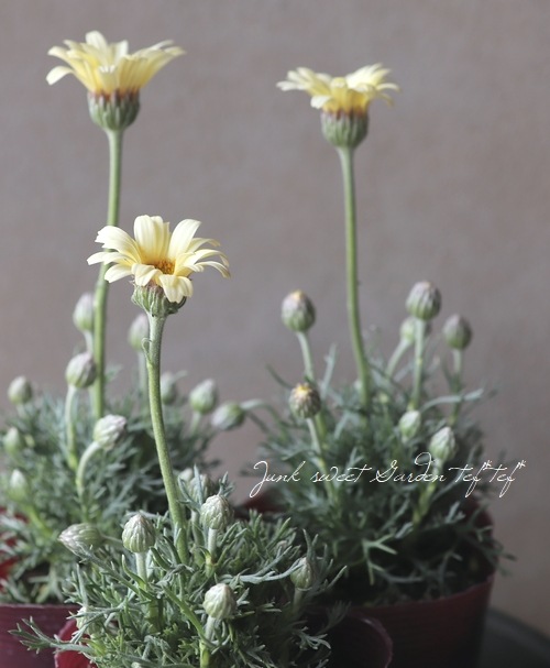 �������󥻥ޥࡡ�إ�ȥ�����å�����