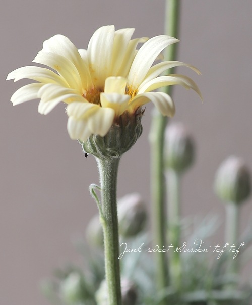 �������󥻥ޥࡡ�إ�ȥ�����å�����