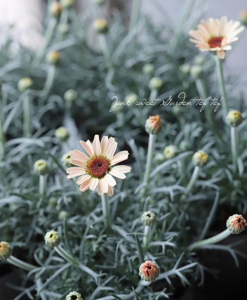 �������󥻥ޥࡡ�إ�ȥ�����å�����