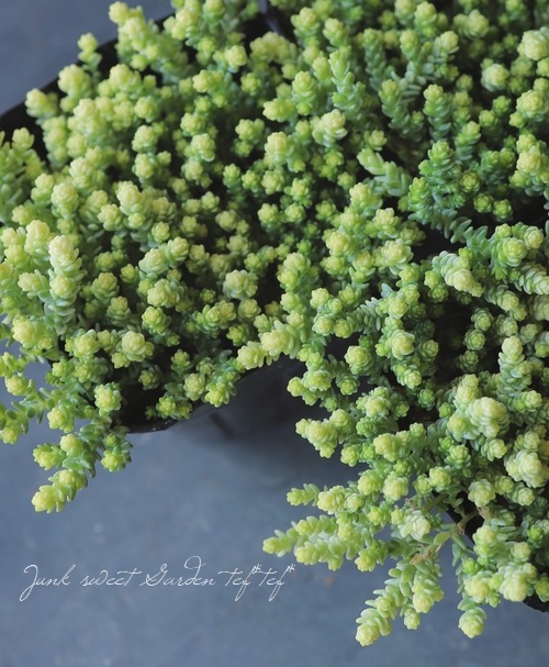 多肉植物】セダム 『アクレアウレウム』 | すべての商品