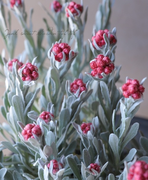 �������ʽɺ��� �إꥯ�ꥵ�� �إ�åɥ��奨���