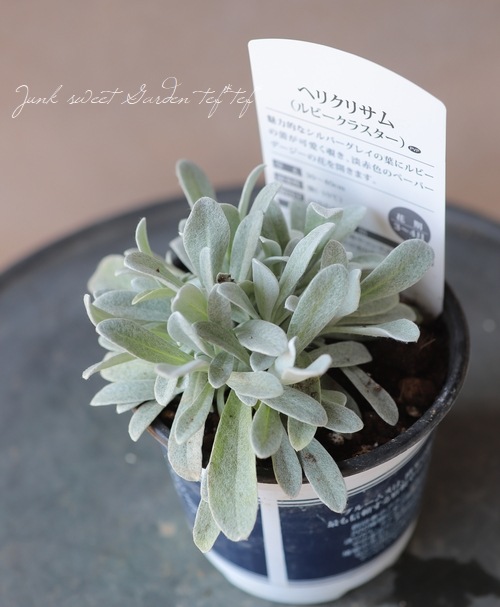 �������ʽɺ��� �إꥯ�ꥵ�� �إ�åɥ��奨���