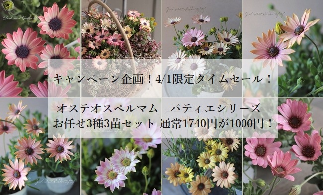 ✿Dom❤Mia✿様　確認用　オステオスペルマム　パティエ　新色 Amazon.co.jp: ITANSE オステオスペルマム パティエ レッド