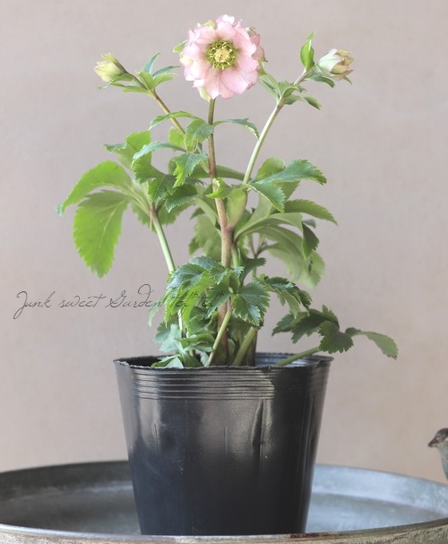 花郷園】 クリスマスローズ 『パピエ』 【O】 | すべての商品 | | Junk