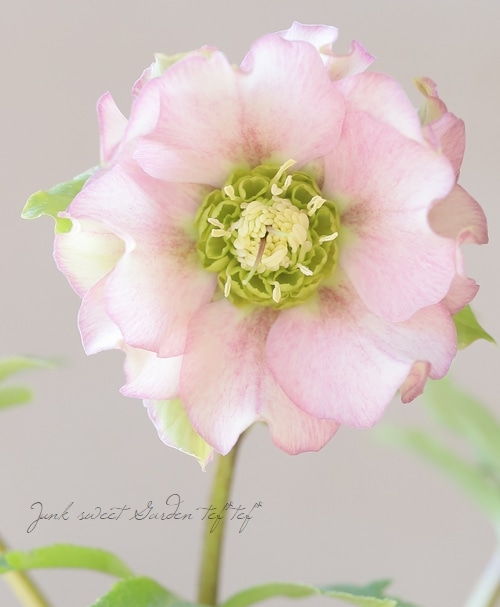 花郷園】 クリスマスローズ 『パピエ』 【O】 | すべての商品 | | Junk