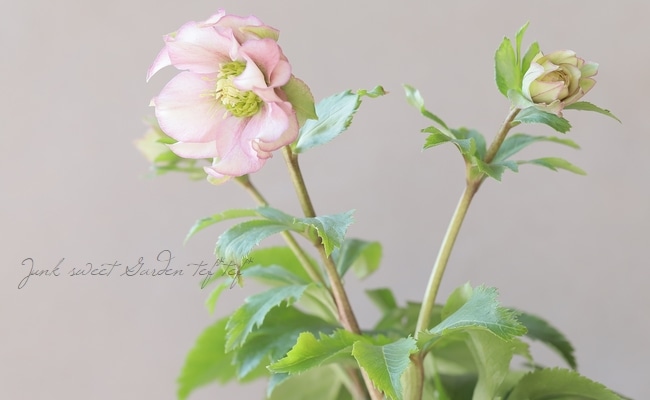 花パピエ 花郷園】 クリスマスローズ 『パピエ』 【O】 | すべての商品 | | Junk