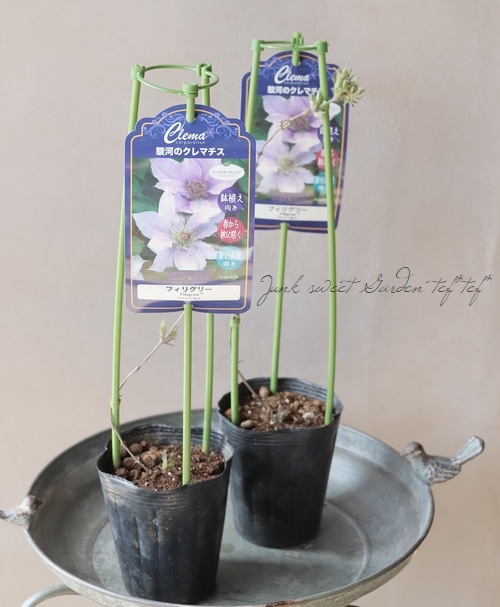 フィリグリー　クレステッド クレマチス 『フィリグリー』 新旧両枝咲き | すべての商品 | | Junk