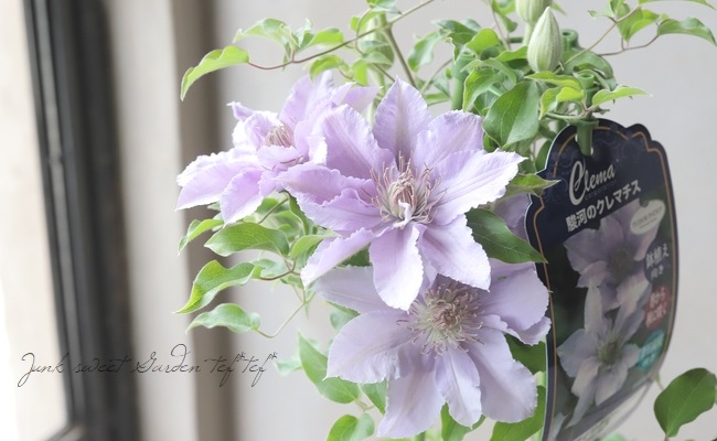 クレマチス 『フィリグリー』 新旧両枝咲き | すべての商品 | | Junk