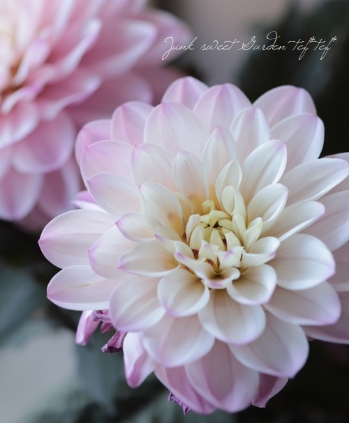 Ƽ�ե��ꥢ���إۥ磻�ȡ��ԥ󥯡�