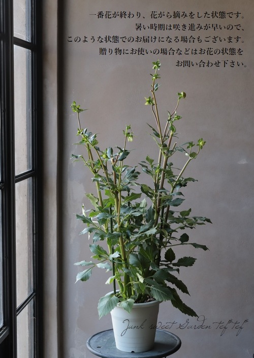 花・観葉植物用ポット ベトン ユリウス M 42/A 1個入り be-001d42e [KTp141]（代引き不可）