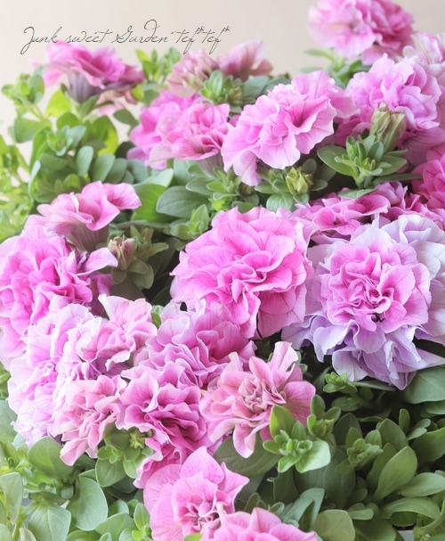 花日和さんオリジナル】 八重咲きペチュニア・ベルチャームシリーズ