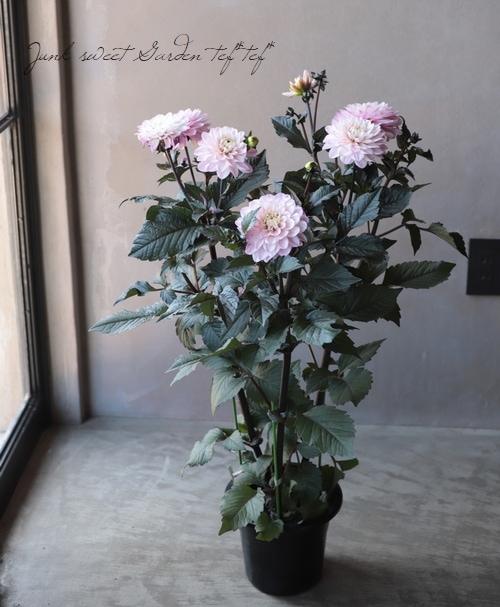 Ƽ�ե��ꥢ���إۥ磻�ȡ��ԥ󥯡�