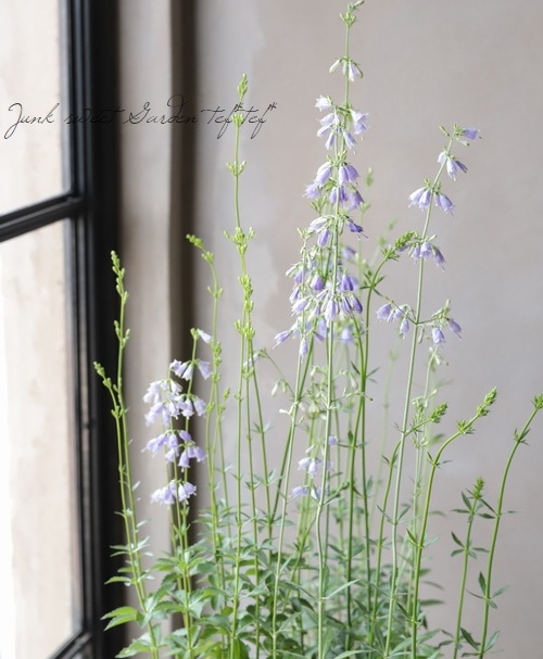 レディーベルズ 『釣鐘人参 -ツリガネニンジン-』 | すべての商品