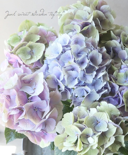 西岡花園さん】 秋色紫陽花 『パープルシルバー』 レインボー | すべて