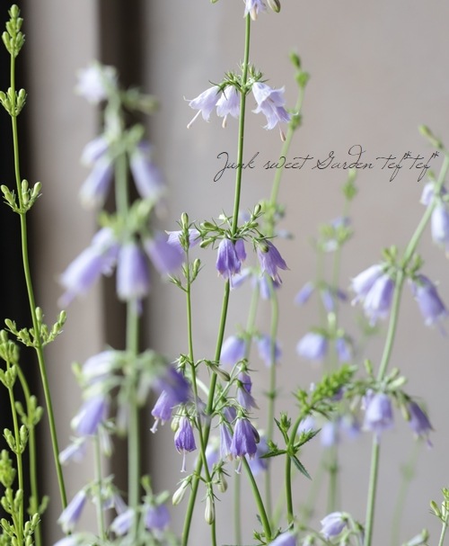 レディーベルズ 『釣鐘人参 -ツリガネニンジン-』 | すべての商品