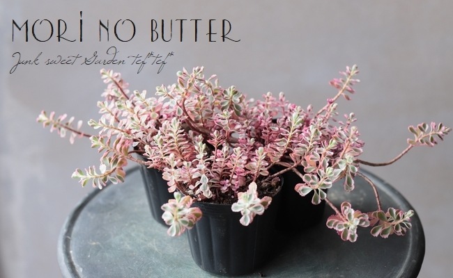 多肉植物 スプリウム トリカラー コーカサスキリンソウ セダム属 冬の状態 すべての商品 Junk Sweet Garden Tef Tef