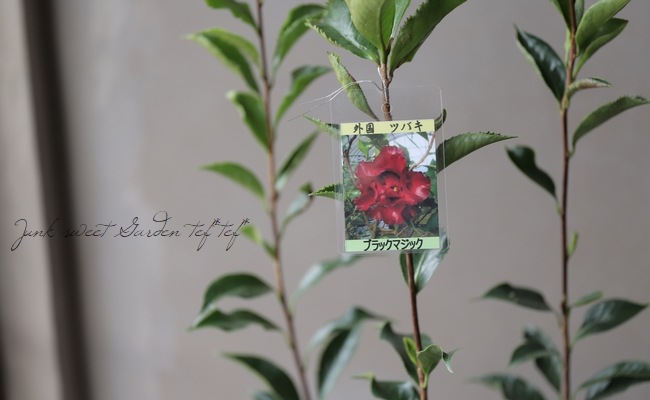 黒椿 『ブラックマジック』 | すべての商品 | | Junk sweet Garden tef