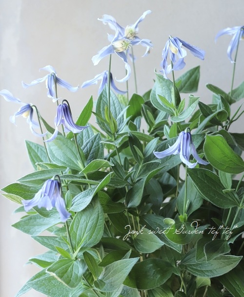 立木性クレマチス・インテグリフォリア系 『ヘンダーソニー』 | すべて