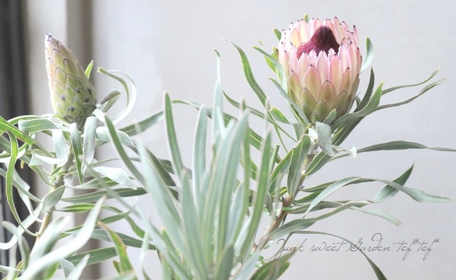 プロテア 『ピクシー』 オーストラリアンプランツ | すべての商品