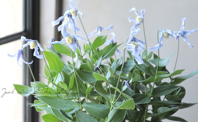 立木性クレマチス・インテグリフォリア系 『ヘンダーソニー』 | すべて