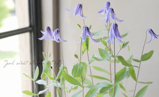 クレマチス様 クレマチス：霞（かすみ）4号ロングポット（ジャックマニー系