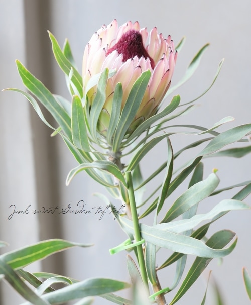 プロテア 『ピクシー』 オーストラリアンプランツ | すべての商品