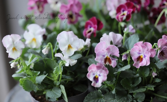 �ڸ���쥢�ۤߤ�ȥץ�ߥ���ӥ��顦΢����ʼNo.1