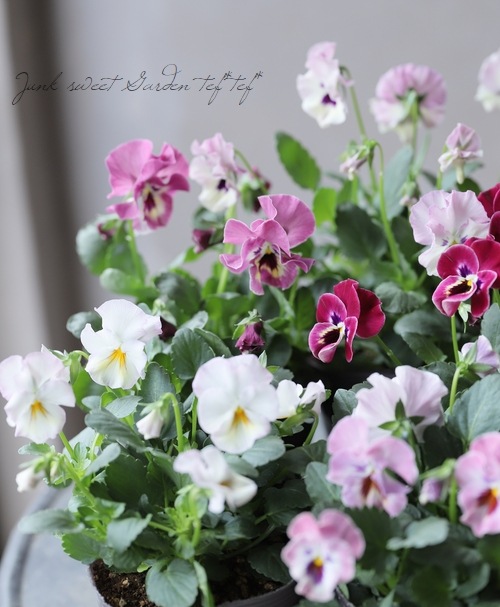 �ڸ���쥢�ۤߤ�ȥץ�ߥ���ӥ��顦΢����ʼNo.1