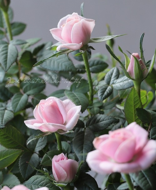 �ߥ˥Х顡�إ롼����ԥ󥯡�