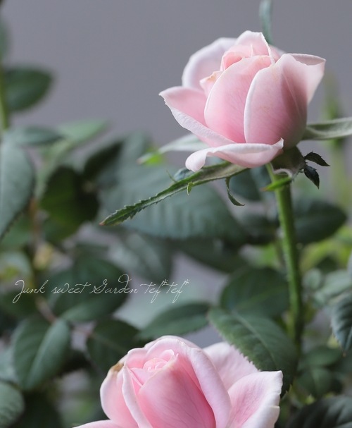 �ߥ˥Х顡�إ롼����ԥ󥯡�