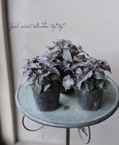 ユーパトリウム 『チョコラータ』 | すべての商品 | | Junk sweet