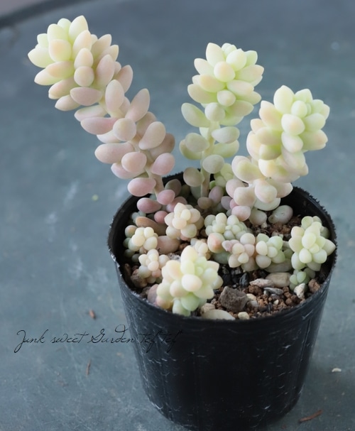 ��¿����ʪ�� �ؿ��̤ĤŤ�١�������°�����Ȥ����꡼��