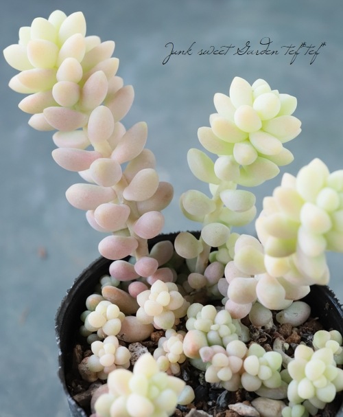 ��¿����ʪ�� �ؿ��̤ĤŤ�١�������°�����Ȥ����꡼��