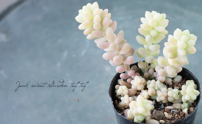 ��¿����ʪ�� �ؿ��̤ĤŤ�١�������°�����Ȥ����꡼��