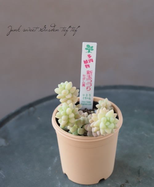 ��¿����ʪ�� �ؿ��̤ĤŤ�١�������°�����Ȥ����꡼��