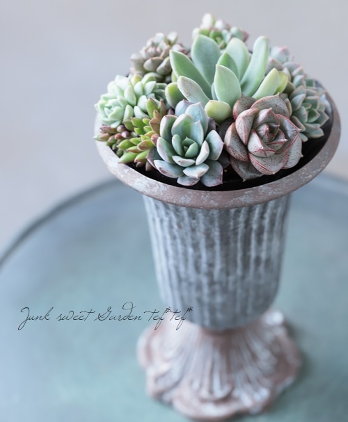 多肉植物寄せ植え❤️ 多肉植物】『Yourself！寄せ植え』【Gタイプ】 | すべての商品