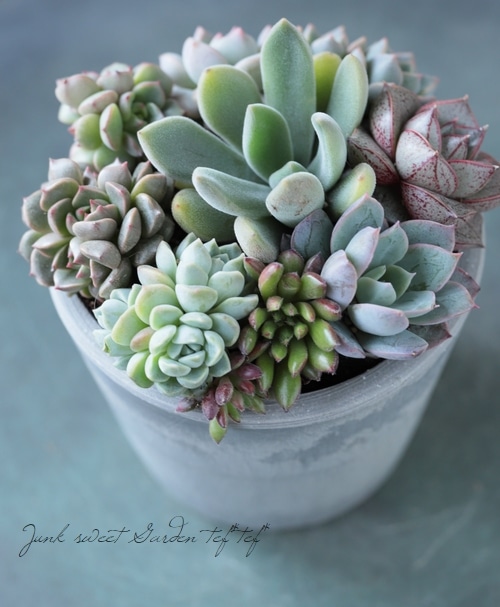 多肉植物】『Yourself！寄せ植え』【Cタイプ】クロマ入り！ | すべての