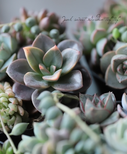 多肉植物】『Yourself！寄せ植え』【Cタイプ】クロマ入り！ | すべての