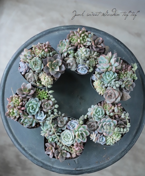 多肉植物寄せ植え❤️ 簡単なのにステキ！多肉植物の寄せ植えを実際につくってみました