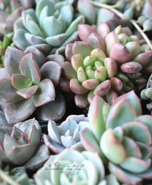 多肉植物】『Yourself！寄せ植え』【Cタイプ】クロマ入り！ | すべての