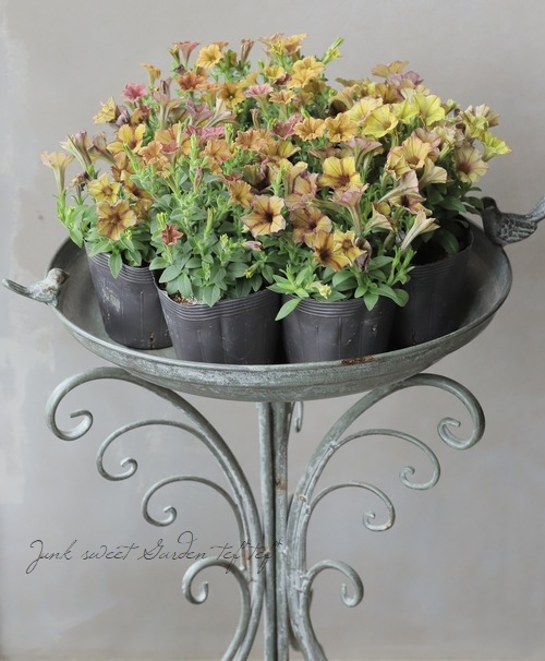 �ڹ�߷���󥪥ꥸ�ʥ�� �ڥ���˥�����̤ȯɽ��������ʼ�� ��A�����ס�