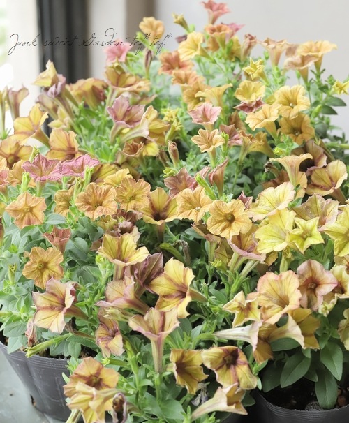 �ڹ�߷���󥪥ꥸ�ʥ�� �ڥ���˥�����̤ȯɽ��������ʼ�� ��A�����ס�